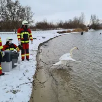 schwan_2.jpg